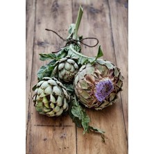 Enginar 10 Adet Yerli Tohum