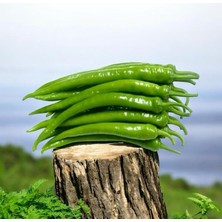 Yerli Yeşil Tatlı Biber 30 Adet Demre Biber Tohum