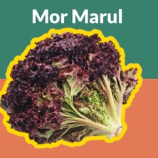 Yerli Akdeniz Mor Marul Kıvırcık Kırmızı Marul 20 Adet Tohum