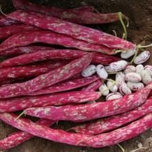 Yerli Sırık Barbunya 25 Adet Kırmızı Benli Tohum