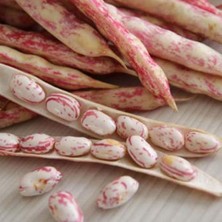 Yerli Oturak Barbunya 5 Adet Kırmızı Benli Tohum