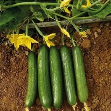 Salatalık Çengelköy 10 Adet Yerli Tohum