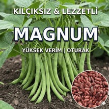Magnum Fasulye Tohumu - 20 Adet Tohum (Kılçıksız & Yüksek Verimli)