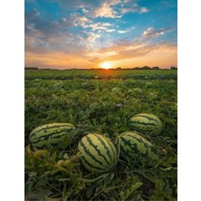 Yerli Karpuz Tohumu 15 Adet