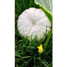 Yerli Bal Kabağı 10 Adet Tohum