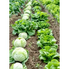 Yerli Beyaz Lahana Tohumu 25+ Adet