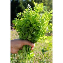 Yerli Kinzi Kişniş Tohumu Aşotu Tohumu 30+ Adet