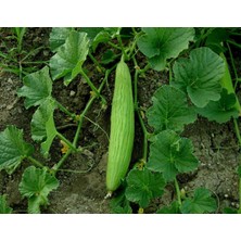 Yerli 30 Adet Acur Tohumu