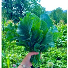 Yerli Karalahana Karadeniz Tohumu 15+ Tohum