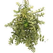 Betonish Aeschynanthus Bolero 'bicolore' (Ruj Çiçeği)