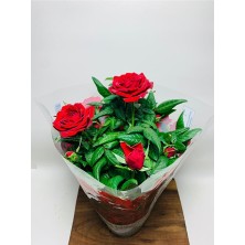 Ithal Bodur Gül Ev Tipi Saksıda Gül