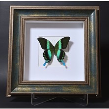 Anka Butterfly Gerçek Kelebek Tablosu ( Papilio Blumei )