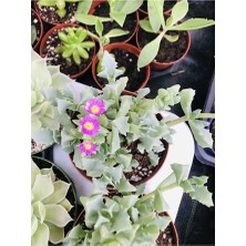Sukulent 9cm Saksı Özel Tür