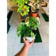 Monkey Monstera Özel Tür Salon Bitkisi