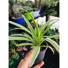 The Best Online Thebestonline Kurdele Çiçeği, Saksıda