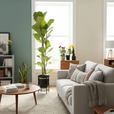 Greenvila Keman Yapraklı Kauçuk (Ficus Lyrata) 160-180 cm – Modern Siyah Çelik Saksılı Büyük Salon Bitkisi