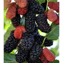 Arslanfidan Avustralya Karadut 2 Yaş / Yediveren Karadut