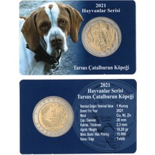 2021 Hayvanlar Serisi Tarsus Çatalburun Köpeği 1 Kuruş Bimetal Özel Kitinde Çil