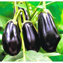 Yerli Top Patlıcan Dolmalık Mor 20 Adet Tohum