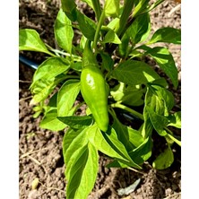 Yerli Acı Jalapeno Biber 10 Adet Tohum Turşuluk