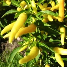 Yerli Acı Süs Biberi 10 Adet Sarı Renkli