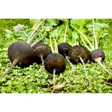 Yerli Siyah Turp 25 Adet Tohum