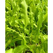 Yerli Kuzu Kulağı 50 Adet Tohum