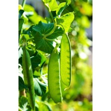 Yerli Bezelye Tohumu 10 Adet