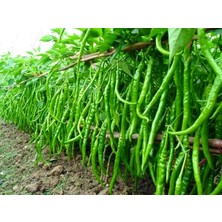 Yerli Acı Kıl Biber Tohumu 5 Adet