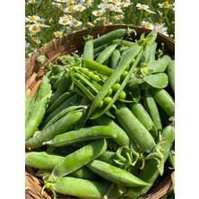 Yerli Araka Tohumu 10 Adet