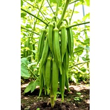 Yerli Bamya Tohumu 30 Adet