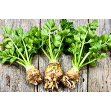 Yerli Kereviz 20+ Adet Tohum