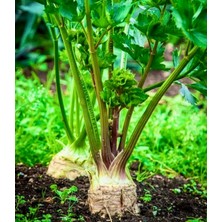 Yerli Kereviz 10+ Adet Tohum