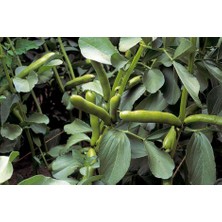 Yerli Bakla Tohumu 10 Adet