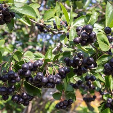 Bitkifidan 6 Yaş Aronya Fidanı