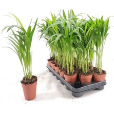 Serada Decor Plant Ev Ofis Salon Bitkisi 2 Adet Areka Palmiyesi 30  Cm