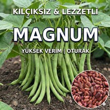 Magnum Fasulye Tohumu - 50 Adet Tohum (Kılçıksız & Yüksek Verimli)