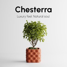 Chesterra Saksı