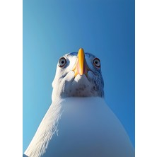 Boketto Opus - Martı Profil Dekoratif Poster Modern Duvar Posteri Estetik Tablo