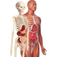 Storemax - 64297 - Ilk Keşiflerim - Insan Anatomisi