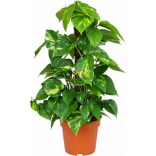 Sopalı Patos Salon Sarmaşığı 'golden Pothos' 60-80CM