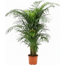 Areca Palmiyesi Bitkisi 120-140CM