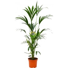 Kentia Palmiyesi Bitkisi Xl Boy  'howea Forsteriana' 140-160CM