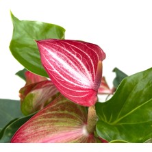 Betonish Anthurium Livium (Flamingo Çiçeği)
