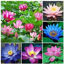 Bade Shop 4 Adet Karışık Renklerde Lotus (Nilüfer) Tohumu Menşei Türkiye Yüksek Verim