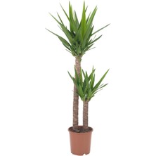 Hobiurun Canlı bitki, yeşil, 24 cm, 2 dal, yucca