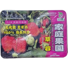 Direkstoktan Evde Çilek Yetiştirme Kiti (Plastik Kutu) Mini Hobi Bahçesi