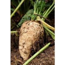 Yerli Şeker Pancarı Tohumu 30 Adet Tohum