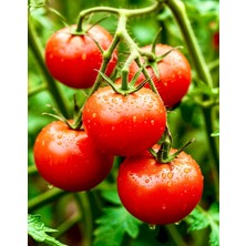 Yerli Domates Biberi Tohumu 10 Adet