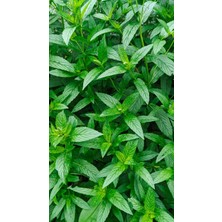 Yerli Nane Tohumu Yeşil 50 + Adet Tohum